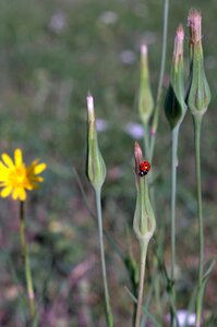 Meadow plant flower