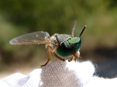 Insect sting detail