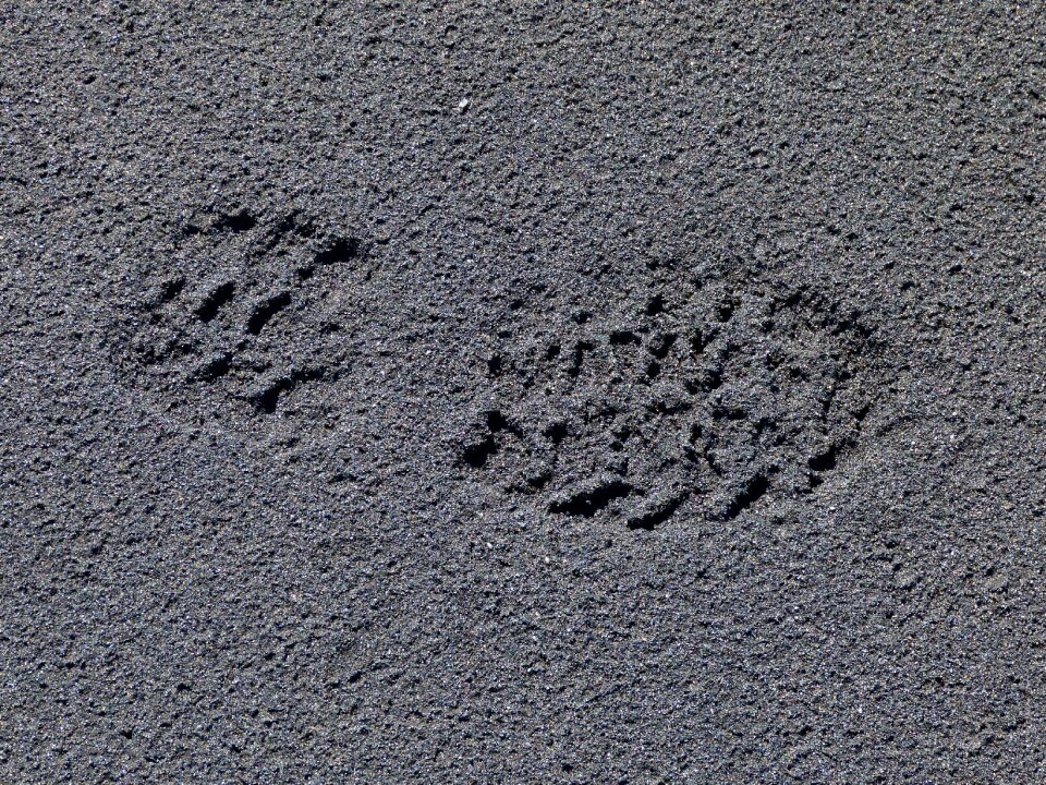 Footprint sand reprint photo