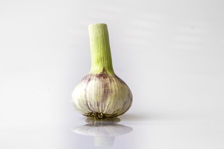 Condiment allium sativum garden plant