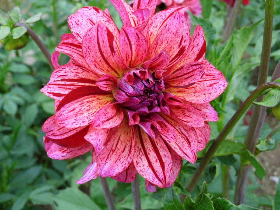 Pink bicolor flower