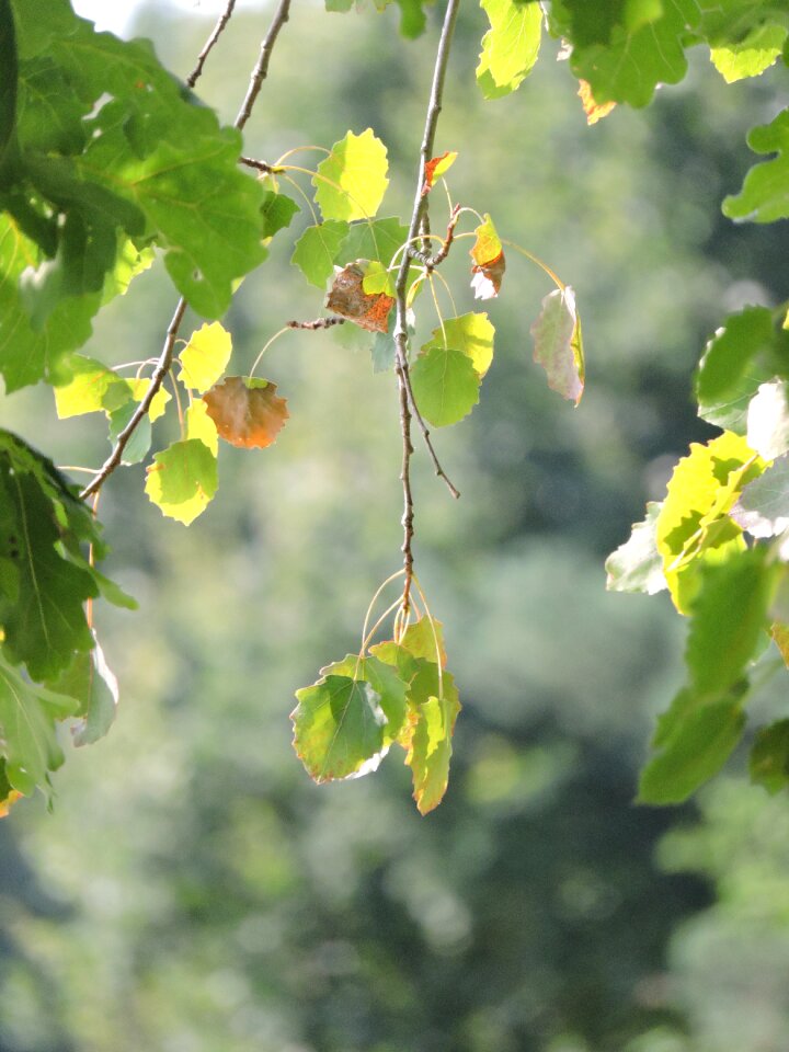 Nature green recreation