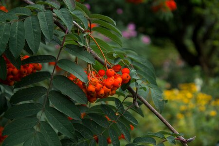 Berry leaf garden photo