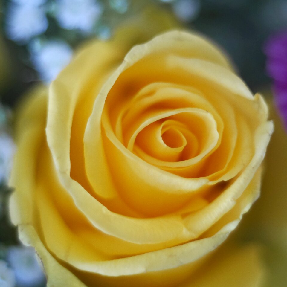 Flower close up yellow roses