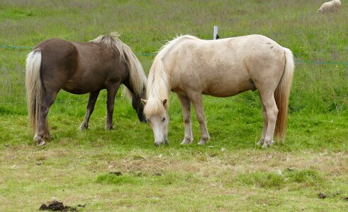 Iceland pony mane pony photo