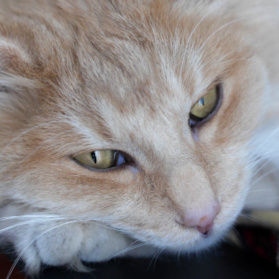 Cat's eyes pet cat