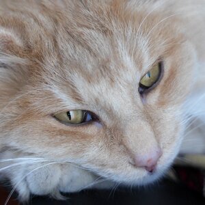 Cat's eyes pet cat