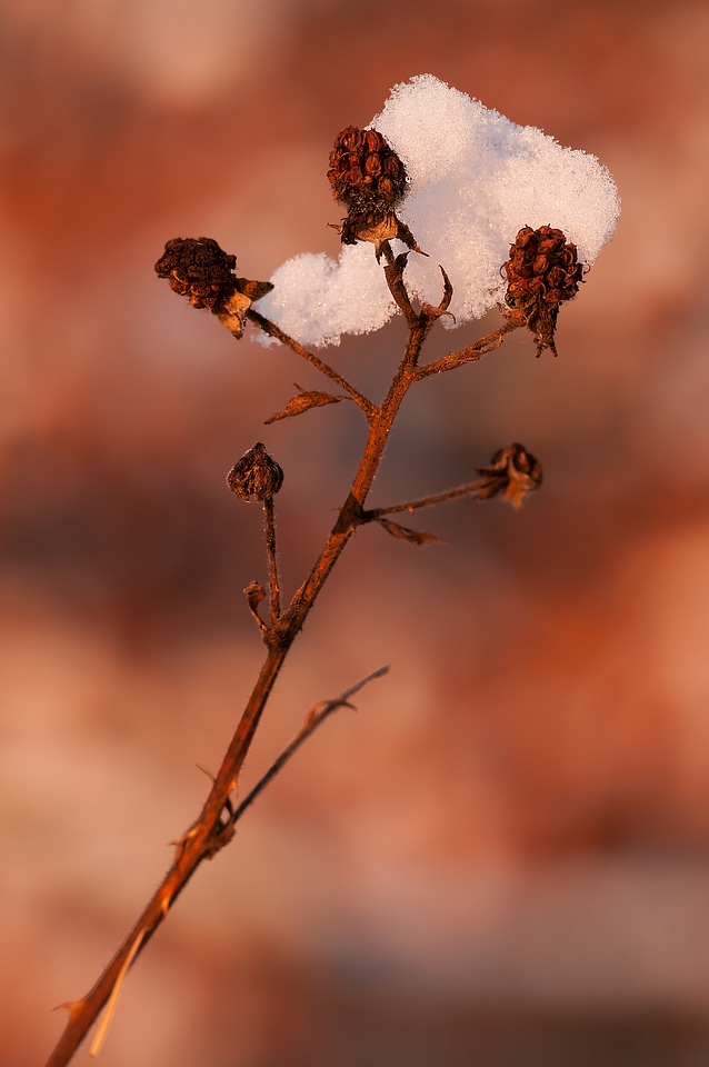 Wild growth frozen frosty