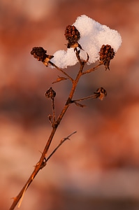 Wild growth frozen frosty