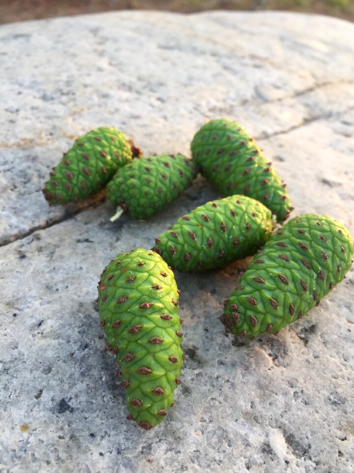 Pine cone healing nature