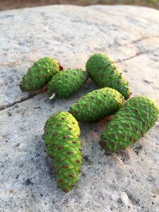 Pine cone healing nature
