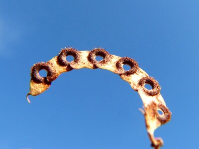 Seed plant architecture plant form photo