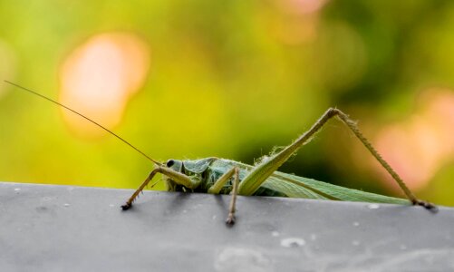 Green insect nature