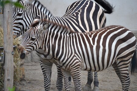 Zebras zoo budapest