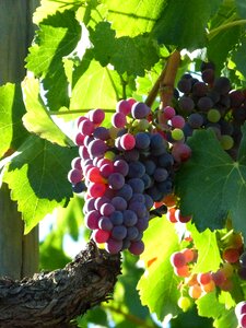 Maturation priorat vineyard
