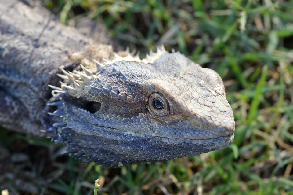 Head nature