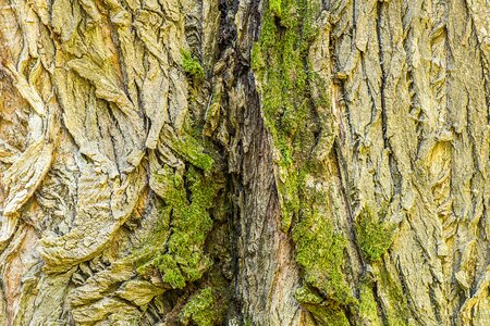 Tree old populus nigra photo