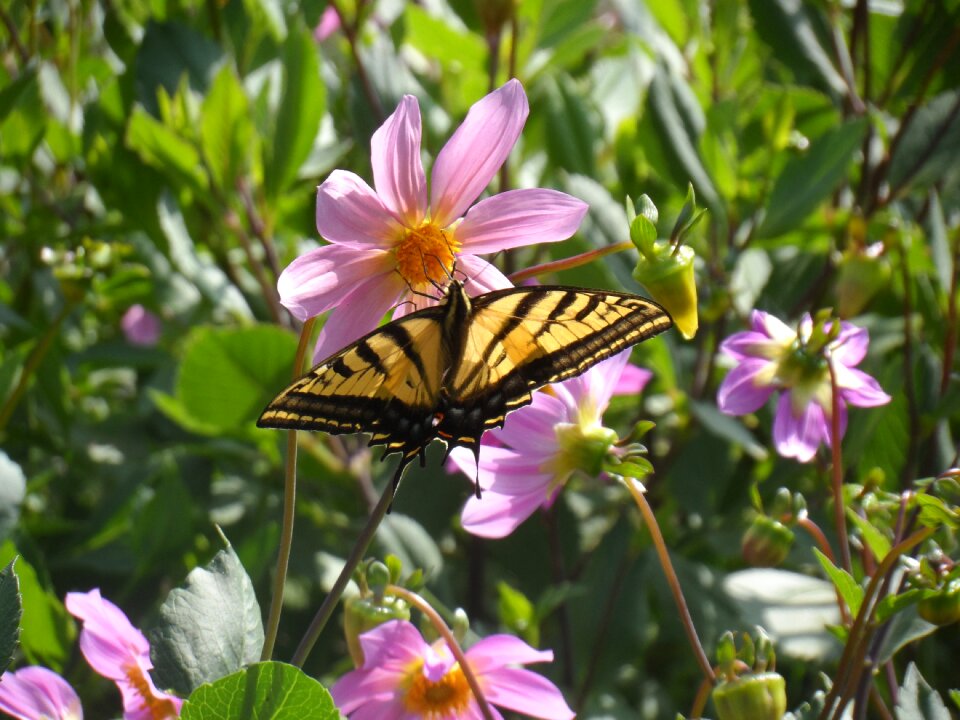 Butterfly butterfly and daisy mexican butterfly