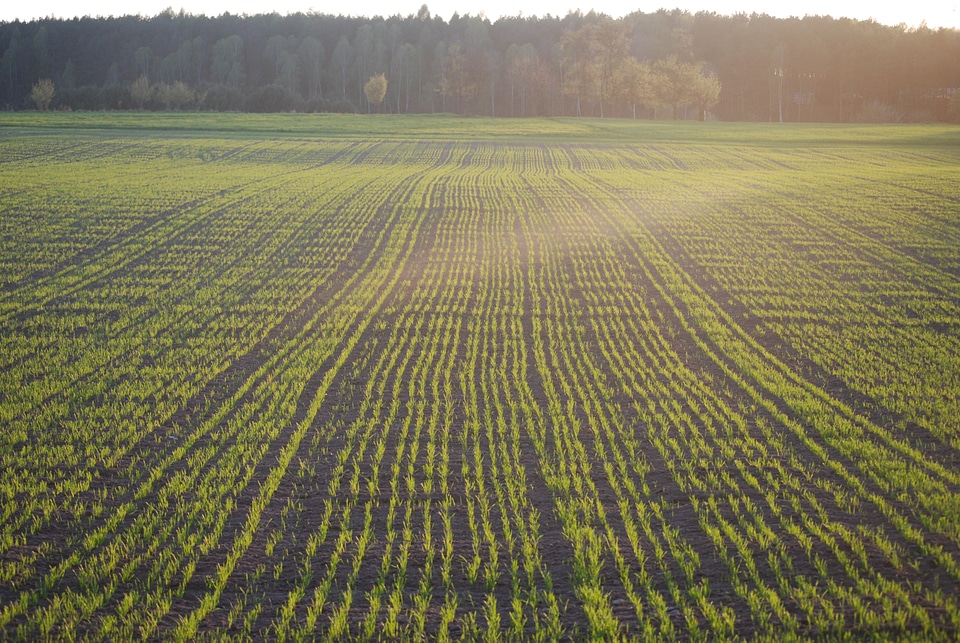 View village field crops