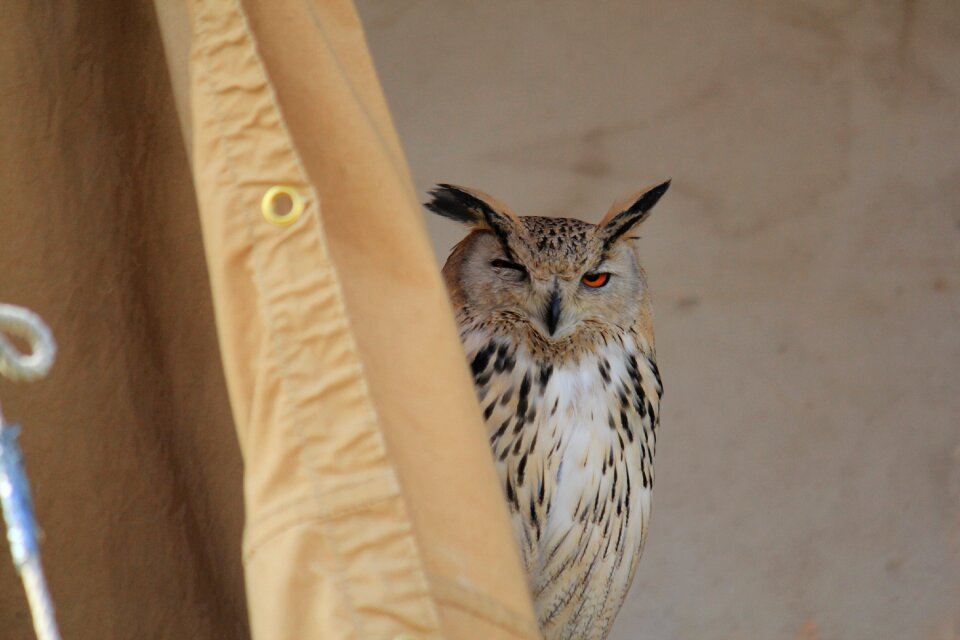 Close up achim bird of prey