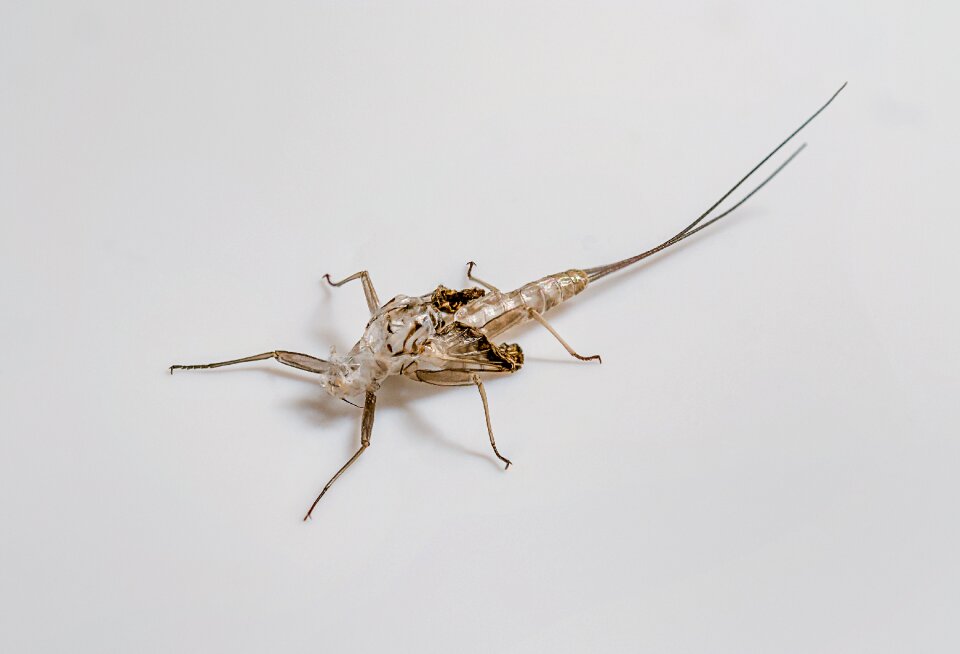 Empty larva insect nymph