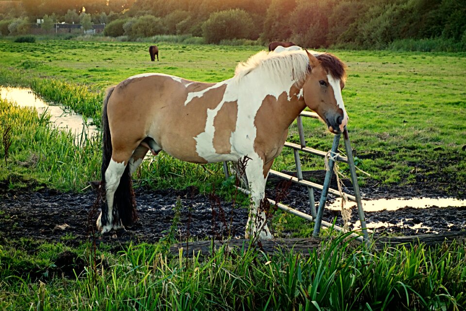 Equine piebald fence