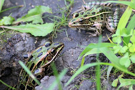 Toads amphibian nature