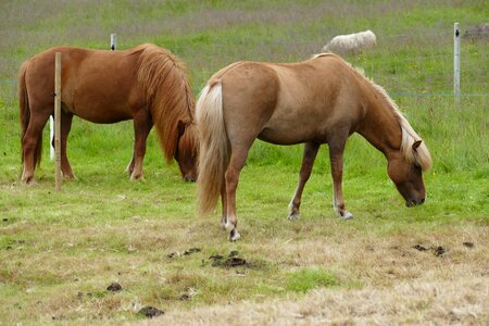 Iceland pony mane pony