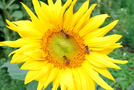 Bee field garden photo