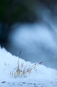 Cold wintry snow magic