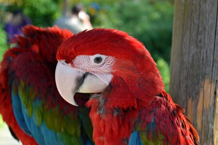 Parrot bird birds