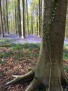 Forest tree trunck