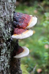 Mushrooms agaric forest