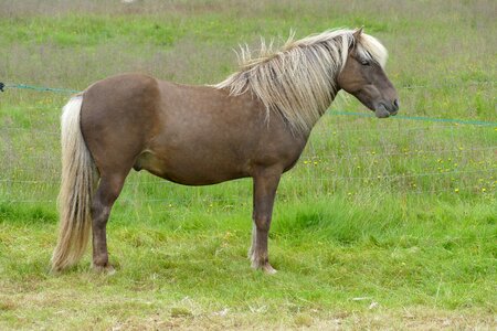 Iceland pony mane pony photo