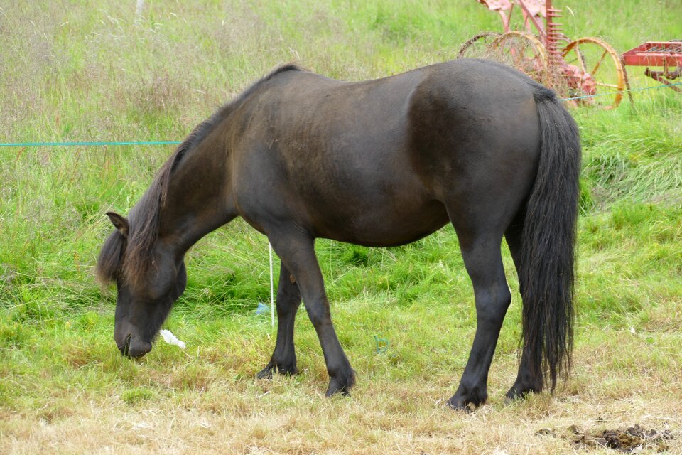 Iceland pony mane pony