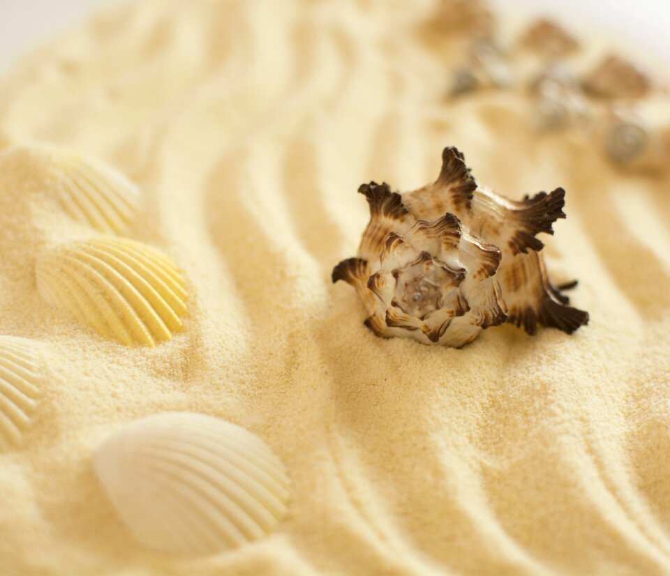 Beach marine seashells