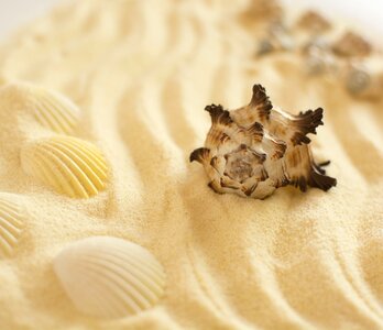 Beach marine seashells photo