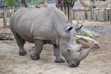 Rhinoceros zoo budapest