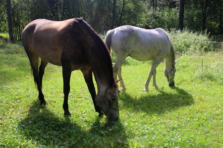 White horse eating hay pasture photo