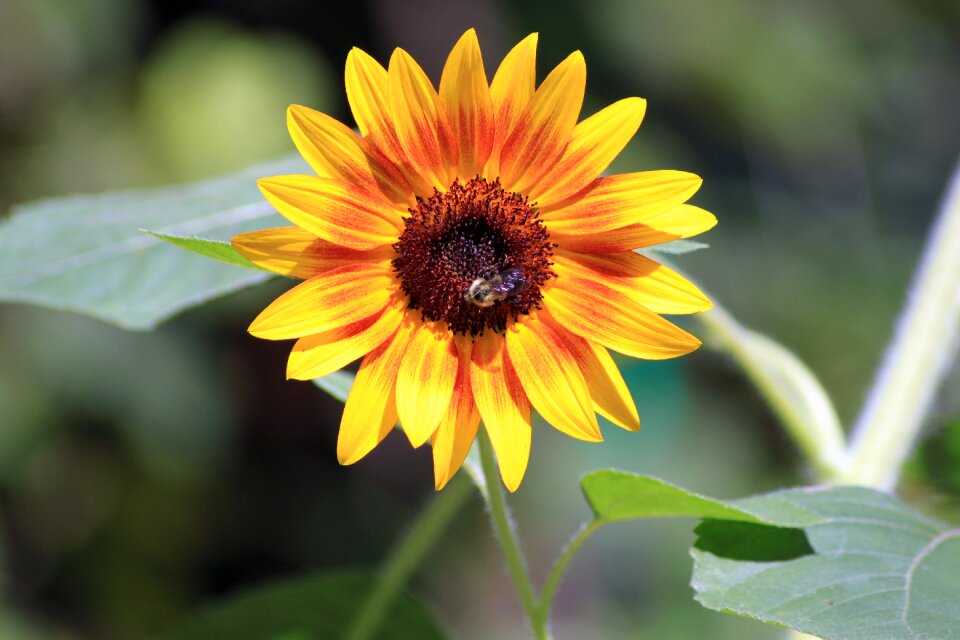 Sunshine colorful petals