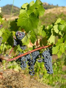 Slate vineyards viticulture