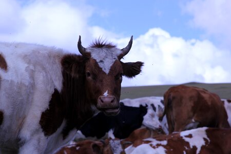 Inner mongolia prairie yellow cattle