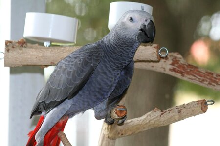 Male pet
