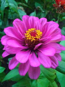 Red purple yellow stamen