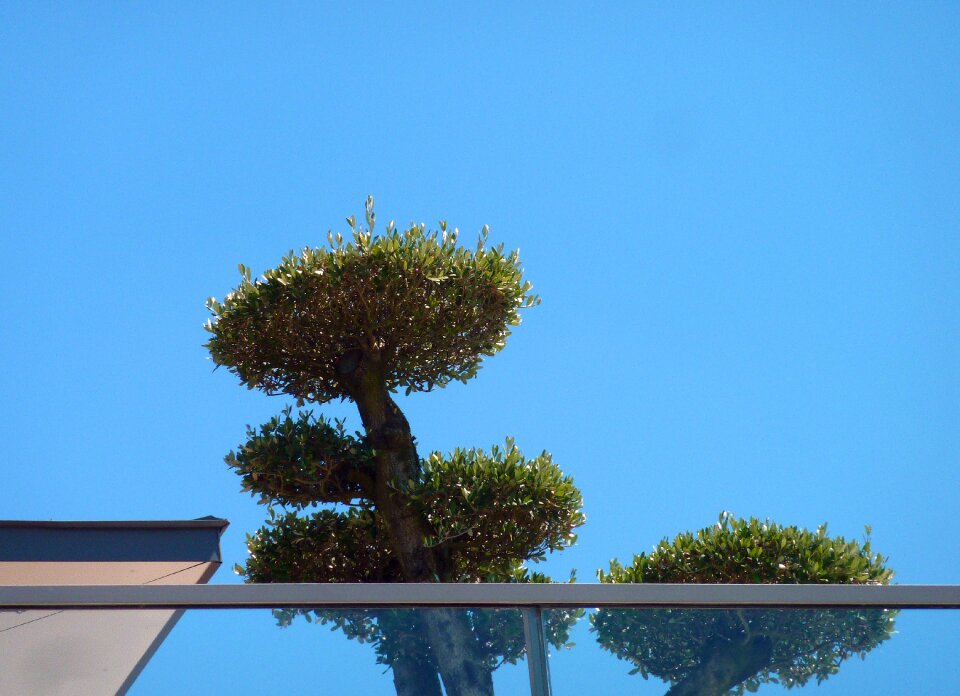 Terrace planting housetop sun loungers