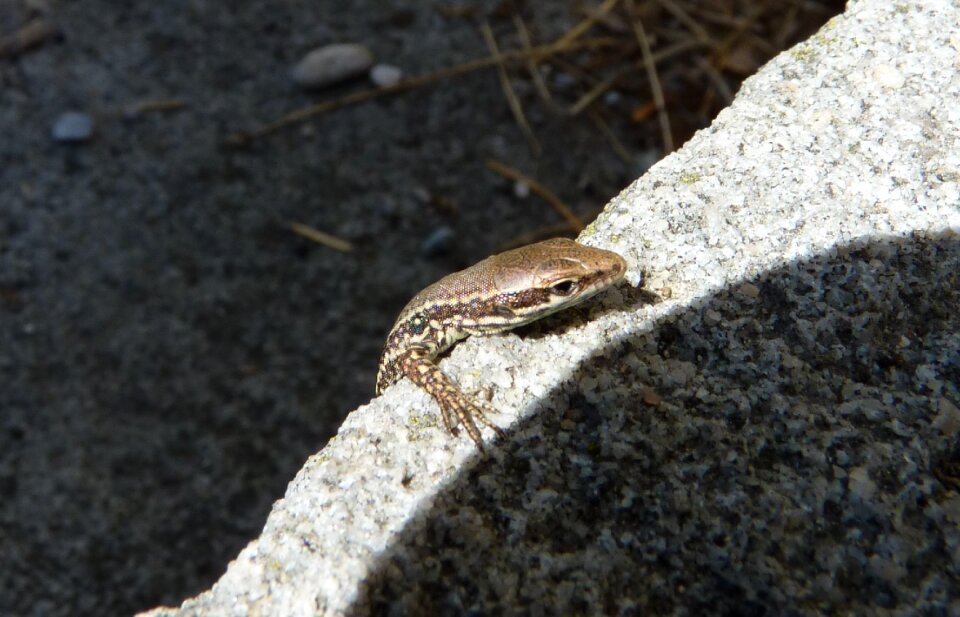 Nature animal cold blooded animals