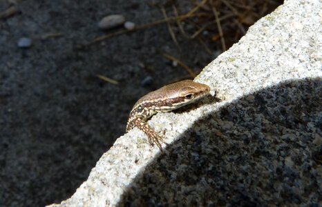 Nature animal cold blooded animals