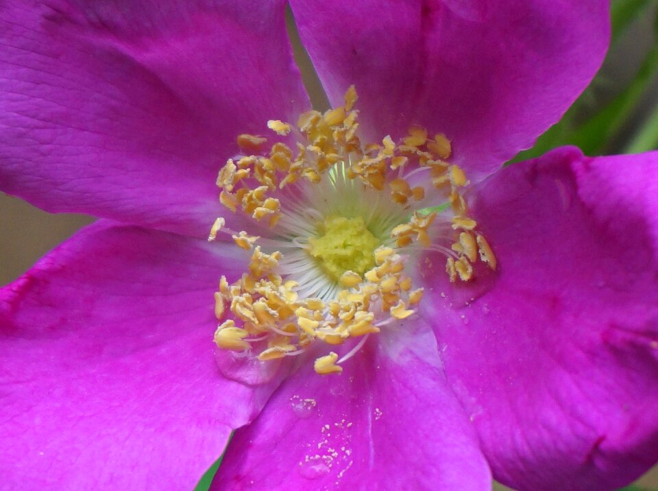Flower blossom bloom