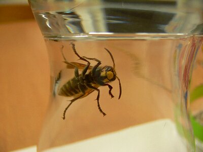 Bee glass wasp