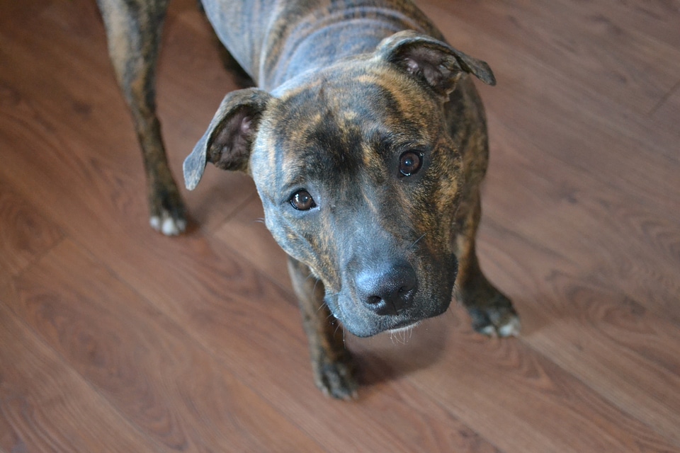 Staffordshire staffordshire bullterrier bullterrier